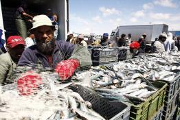 Image du Maroc Professionnelle de  Le système de la chaîne humaine pour vider la cale du bateau remplie de poissons encore vivat ! Les ouvriers s'activent énergiquement sans perdre de temps à faire passer de l’un à l’autre le panier en plastique rempli de sardines vivantes, cette dynamique dans le but de conserver la sardine toute fraîche durant l’opération de débarquement au Port de Laayoune, Lundi 8 Mars 2010. (Photo / Abdeljalil Bounhar) 